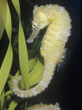 Seahorse (Hippocampus). Caribbean to South Pacific Photographie par Ken Lucas