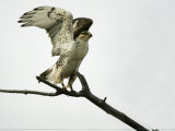 Ferruginous Hawk, Buteo Regalis, Taking Flight, Desert Southwestern USA Photographic Print by John Cornell