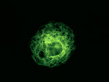 Cytoskeleton Intermediate Fibers from a Human Cell Photographic Print by Gopal Murti