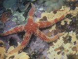 Rainbow Starfish, Orthasterias Koehleri, Pacific Coast of North America Photographie par David Wrobel