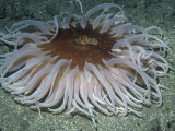 Daniel Gotshall - Sand Rose Anemone, Tealia Columbiana, Pacific Coast of North America Fotografická reprodukce