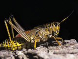 Lubber Grasshopper Lámina fotográfica por Arthur Morris