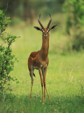 Male Gerenuk, Litocranius Walleri, Samburu National Reserve, Kenya, Africa Photographic Print by Adam Jones