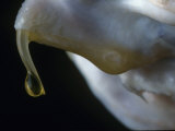 Eastern Diamondback Rattlesnake, Crotalus Adamanteus, Fang and Venom, Southeast Asia Photographic Print by Joe McDonald