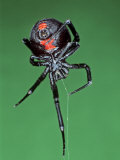 Female Black Widow Spider, Latrodectus Mactans Photographic Print by Bill Beatty