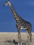 Masai Giraffe Photographic Print by Leonard Lee Rue