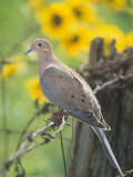 Mourning Dove Sitting on a Barbed Wire Fence (Zenaida Macroura), North America Photographic Print by Steve Maslowski