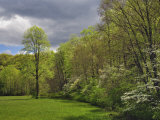 Spring Dogwood Trees on Edge of Forest, Great Smoky Mountains National Park, Nc Photographic Print by Adam Jones