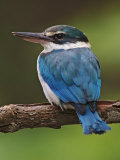 Collared Kingfisher, Halcyon Chloris, Asia Lámina fotográfica por Adam Jones
