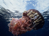 Black Jellyfish (Chrysaora Achylos), Los Coronado Island, Baja California, Mexico Photographic Print by Richard Herrmann