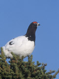 Willow Ptarmigan (Lagopus Lagopus) in Spring Plumage, North America Photographie par Tom Walker