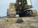 Habitat Destruction of the Eastern Box Turtle, , Terrapene Carolina Photographic Print by Jim Merli