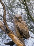 Great Horned Owl Young or Owlet, Bubo Virginianus, Arizona, USA Photographic Print by John & Barbara Gerlach