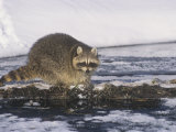 Raccoon Fishing in a Winter Forest Stream (Procyon Lotor), North America Photographie par Tom Walker