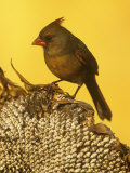 A Female Northern Cardinal (Cardinalis Cardinalis) on a Sunflower Seed Head, Eastern North America Photographie par Steve Maslowski