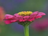 Zinnia Flower, Zinnia Elegans, Maine Photographie par Adam Jones