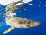 Galapagos Shark (Carcharhinus Galapagensis), Oahu, Pacific Ocean, Hawaii, USA Photographic Print by Reinhard Dirscherl