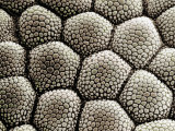Toe Pad Epidermis of a Toad, Bufo Lámina fotográfica por Wolf Fahrenbach Toe Pad Epidermis of a Toad, Bufo Lámina fotográfica por Wolf Fahrenbach