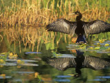 Anhinga Drying its Wings, Anhinga Anhinga, . Note its Reflection in the Marsh Pond. Southern USA Photographic Print by John & Barbara Gerlach