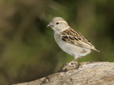 Black-Throated Sparrow, Amphispiza Bilineata, Juvenile, Southwest USA Photographic Print by John Cornell