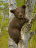Black Bear, Ursus Americanus, Female Cub in a Tree, North America Photographie par Jack Michanowski