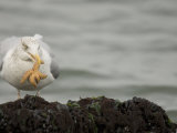 Herring Gull with Starfish Prey in its Bill, Larus Argentatus, North America Photographic Print by Joe McDonald