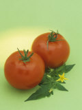 Tomatos, with Leaves and Flowers (Lycopersicon Esculentum) Photographic Print by Wally Eberhart