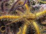 Spiny Brittle Stars (Ophiothrix Spiculata) California, USA Photographic Print by Richard Herrmann