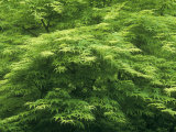 Pattern in Threadleaf Maple Leaves, Acer Palmatum Dissectum Photographic Print by Adam Jones