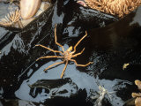 Sea Spider, Pycnogonid, Antarctica Photographic Print by Frank Awbrey