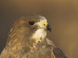 Female Swainson's Hawk Head, Buteo Swainsoni, USA Photographic Print by John Cornell