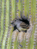 An Ash-Throated Flycatcher in a Saguaro Cactus Hole. Arizona, USA Photographic Print by Steve Maslowski