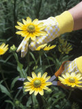 Gardener Cutting Black-Eyed Susans Flowers (Rudbeckia Hirta), Prairie Sun Variety Photographic Print by Wally Eberhart