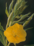 Evening Primrose, Oenothera Biennis, with Dew, USA Photographic Print by John & Barbara Gerlach
