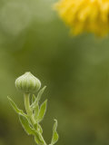 Calendula Photographic Print