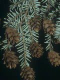 Female or Seed Cones of the Eastern Hemlock, Tsuga Canadensis, North America Fotografisk trykk av Bill Beatty
