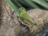 Painted Bunting Female, Passerina Ciris, . Florida, USA Photographie par John Cornell