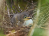 Green Heron, Butorides Virescens, Newly Hatched Chick in the Nest Next to an Egg, Southern USA Photographic Print by John Cornell