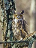 Great Horned Owl (Bubo Virginianus), North America Photographie par Steve Maslowski