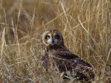 Short-Eared Owl (Asio Flammeus) Standing in Low Vegetation, Colorado, USA Photographic Print by Jack Michanowski