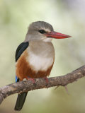Gray-Headed Kingfisher, Halcyon Leucocephala, Kenya, Africa Photographie par Arthur Morris