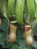 Pitcher Plant, Nepenthes Ventricosa Photographic Print by David Sieren