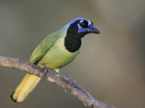 Green Jay, Cyanocorax Yncas, Texas, USA Photographie par Arthur Morris