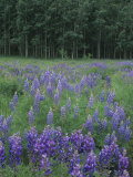 Meadow of Silvery Lupines, Lupinus Argenteus Argenteus, San Juan Mountains, Colorado, USA Photographic Print by Adam Jones