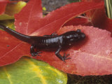 Northwestern Salamander, Ambystoma Gracile, California, USA Photographic Print by Gerold & Cynthia Merker