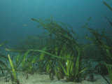 Eelgrass, Zostera Marina, a Marine Flowering Plant, California, Usa, Pacific and Atlantic Oceans Photographic Print by David Wrobel