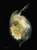 Female Gravid Water Flea (Daphnia Magna) with Eggs Clearly Visible Photographic Print by Nigel Cattlin