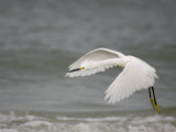 Snowy Egret Flying, Egretta Thula, Southeastern USA Photographic Print by Arthur Morris