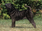 Shar-Pei Variety of Domestic Dog Lámina fotográfica por Cheryl Ertelt Shar-Pei Variety of Domestic Dog Lámina fotográfica por Cheryl Ertelt