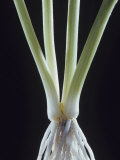 Chives, , Allium Schoenoprasum Photographic Print by Jerome Wexler